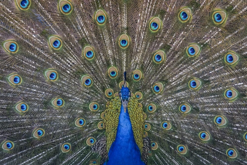 Cross Stitch | Peacock - Close Up Photography Of Blue Peacock Painting - Cross Stitched