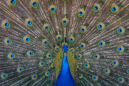 Cross Stitch | Peacock - Close Up Photography Of Blue Peacock Painting - Cross Stitched