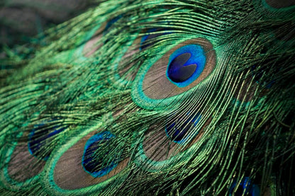 Cross Stitch | Peacock - Closeup Photography Of Green, Gray, And Blue Peacock Feathers - Cross Stitched