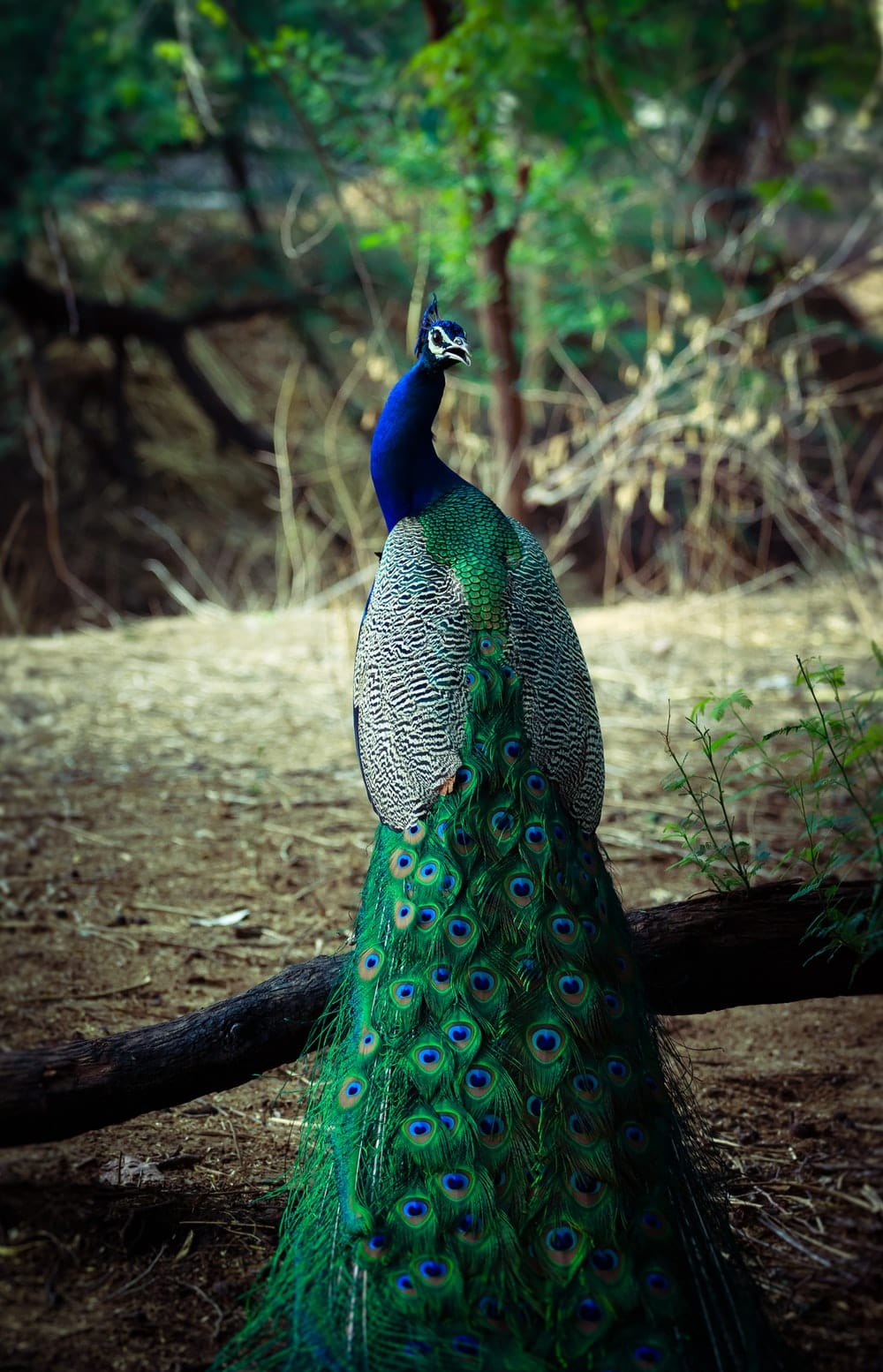 Cross Stitch | Peacock - Male Green And Blue Peacock - Cross Stitched