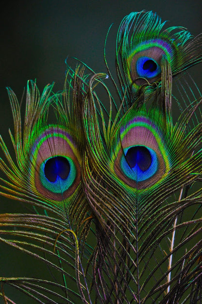 Cross Stitch | Peacock - Peacock Feather In Close Up Photography - Cross Stitched