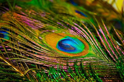 Cross Stitch | Peacock - Peacock Feather In Macro Photography - Cross Stitched