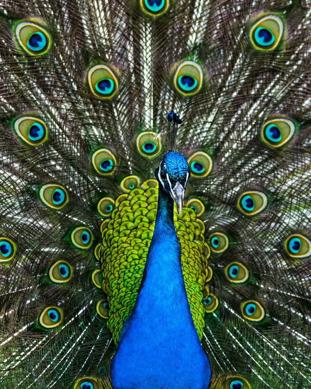 Cross Stitch | Peacock - Yellow Peacock Close-Up Photo - Cross Stitched