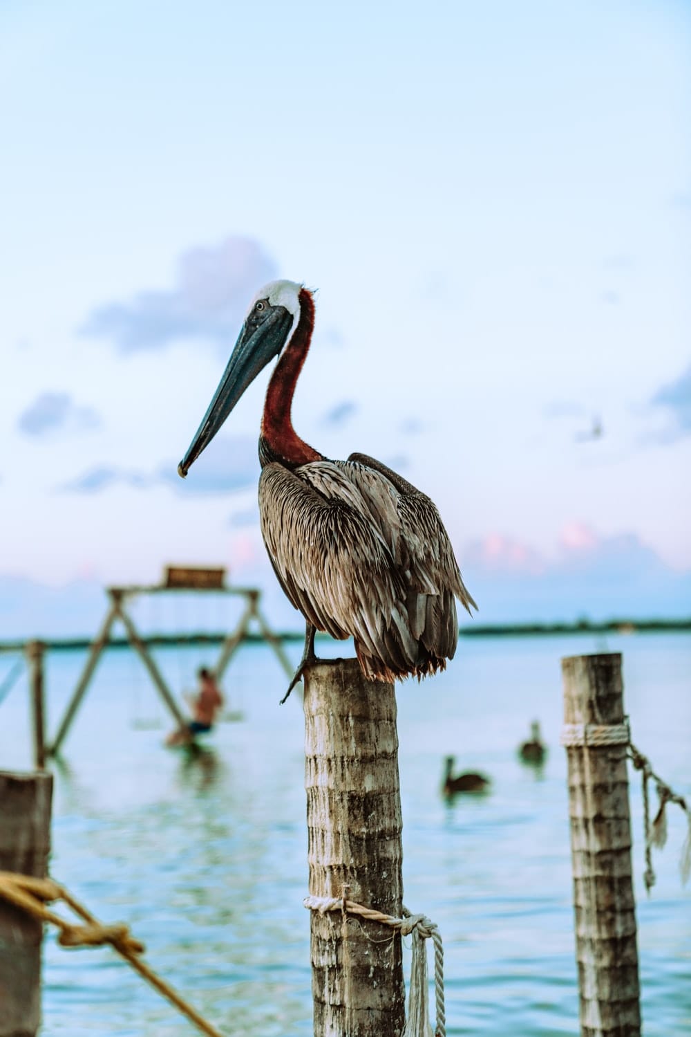 Cross Stitch | Pelican - Brown Pelican On Brown Wooden Post During Daytime - Cross Stitched