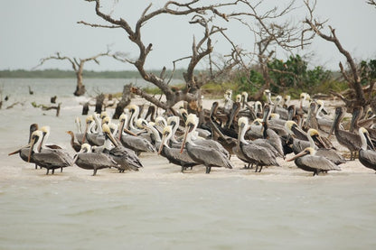 Cross Stitch | Pelican - Flock Of Birds On Seashore - Cross Stitched