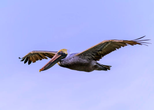 Cross Stitch | Pelican - Gray Pelican Flying During Daytime - Cross Stitched
