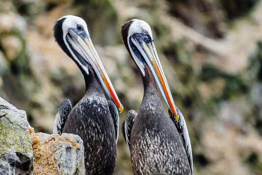 Cross Stitch | Pelican - Gray Pelican On Brown Rock During Daytime - Cross Stitched