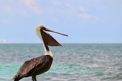 Cross Stitch | Pelican - Gray Pelican On Seashore - Cross Stitched