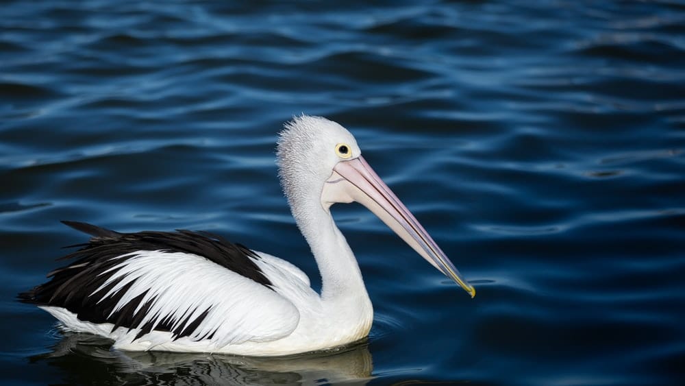 Cross Stitch | Pelican - Pelican In Ocean - Cross Stitched