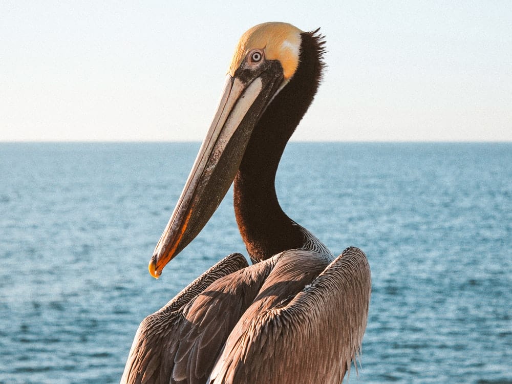 Cross Stitch | Pelican - Shallow Focus Photo Of Pelican - Cross Stitched