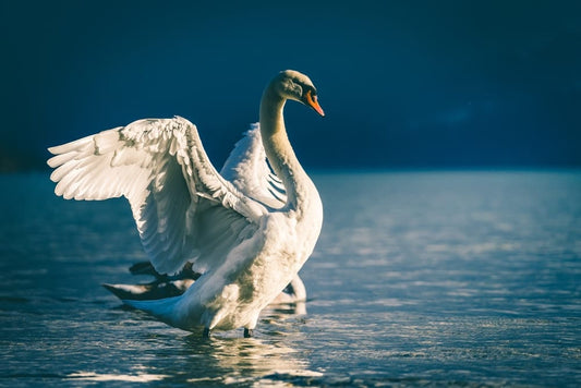 Cross Stitch | Pelican - Swan Spreading Wings In Body Of Water - Cross Stitched