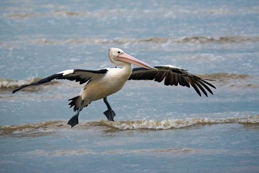 Cross Stitch | Pelican - White And Black Bird Standing In Body Of Water - Cross Stitched