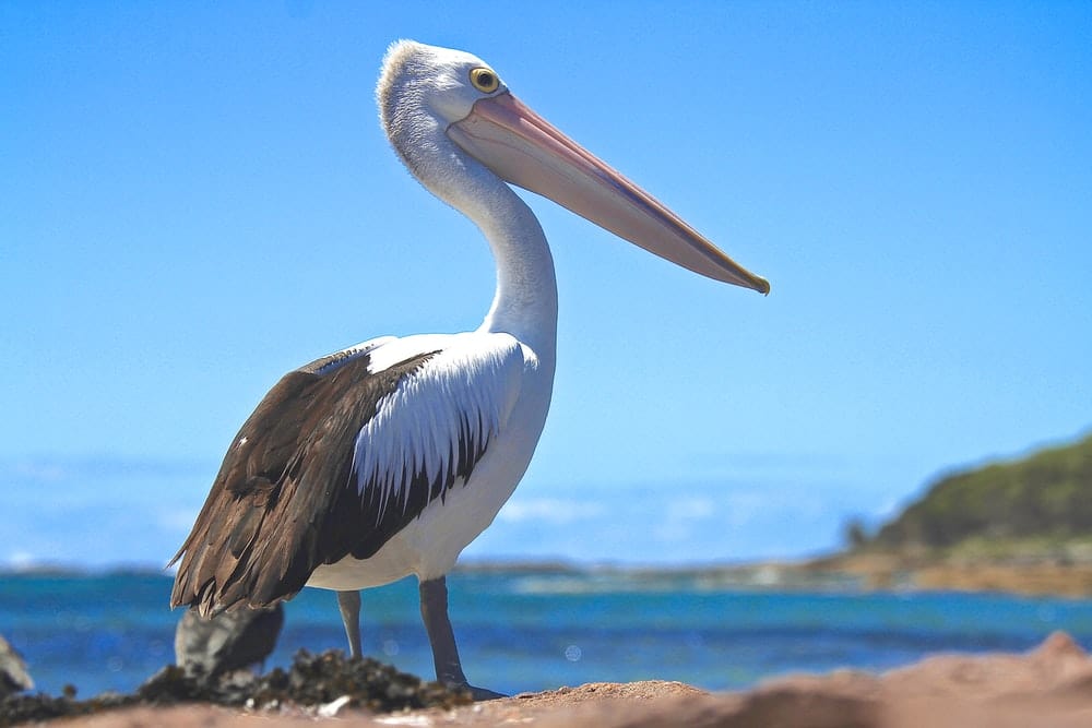 Cross Stitch | Pelican - White And Black Pelican Perched On Brown Island During Day - Cross Stitched