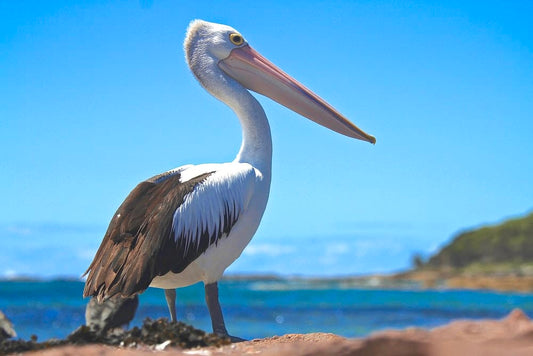 Cross Stitch | Pelican - White And Black Pelican Perched On Brown Island During Day - Cross Stitched
