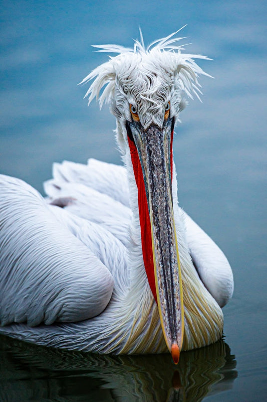 Cross Stitch | Pelican - White Pelican On Body Of Water During Daytime - Cross Stitched