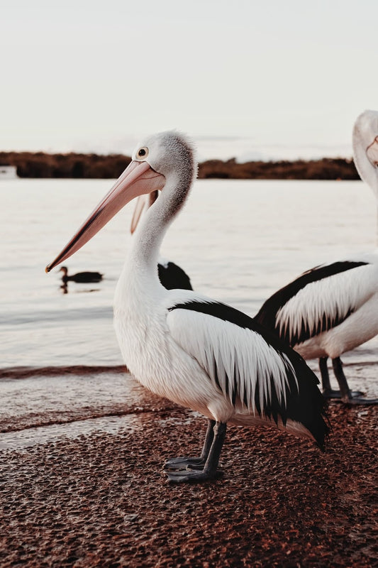 Cross Stitch | Pelican - White Pelican On Brown Wooden Dock During Daytime - Cross Stitched