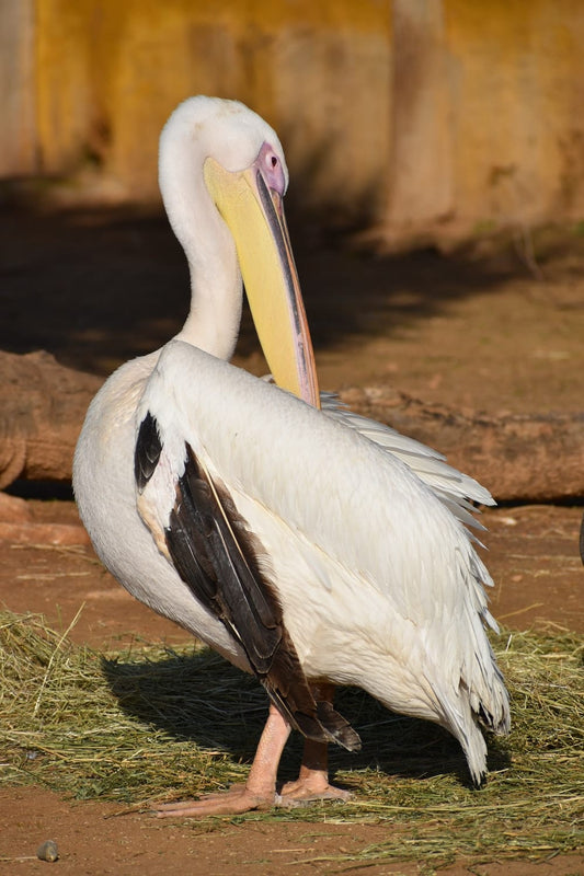 Cross Stitch | Pelican - White Pelican On Soil - Cross Stitched