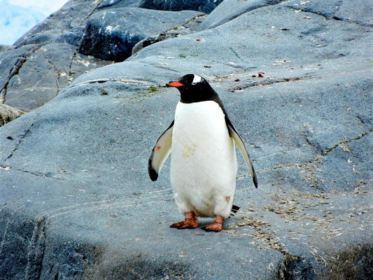 Cross Stitch | Penguin - Penguin Standing On Black Rock - Cross Stitched