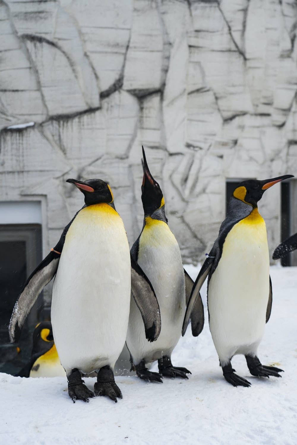 Cross Stitch | Penguin - Penguins On Gray Concrete Wall - Cross Stitched