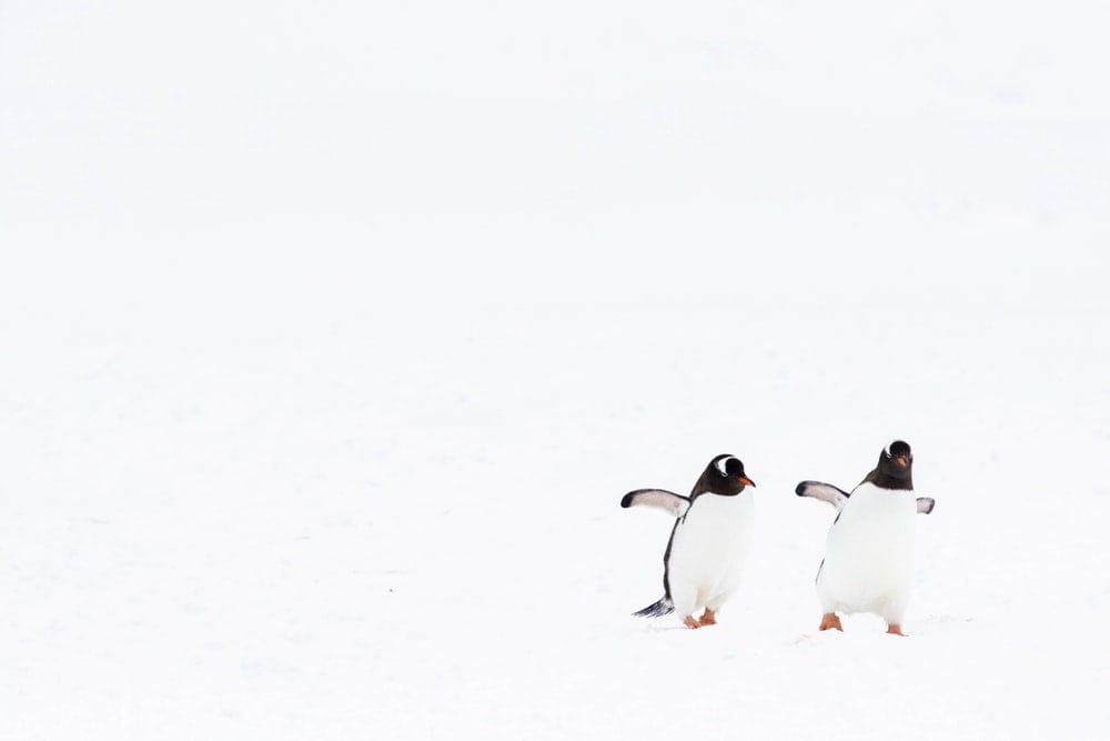 Cross Stitch | Penguin - White And Black Penguins On Snow Covered Ground During Daytime - Cross Stitched