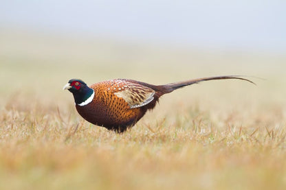 Cross Stitch | Pheasant - Shallow Focus Photography Of Brown Bird On Brown Grass - Cross Stitched