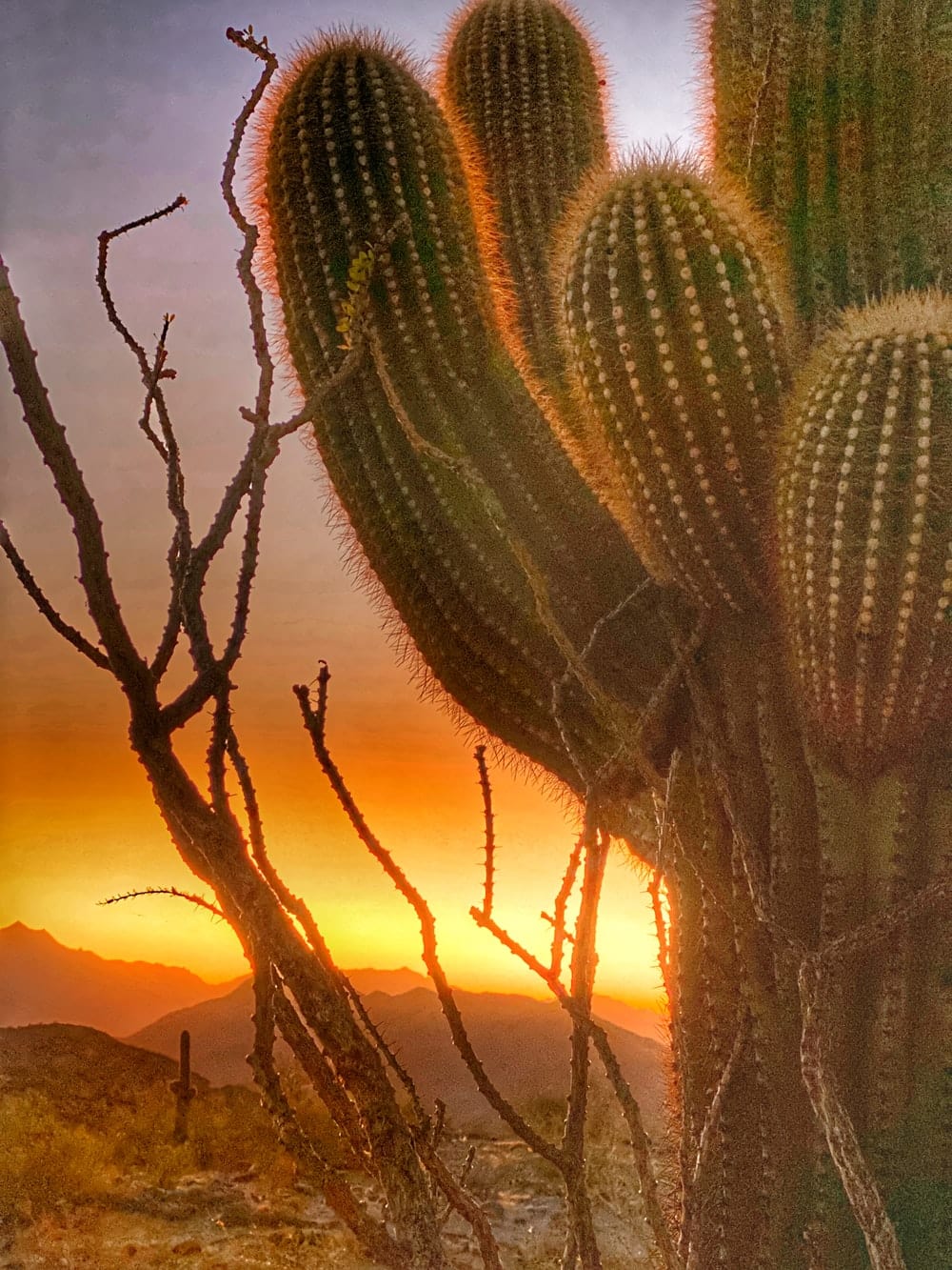 Cross Stitch | Phoenix - Green Cactus During Golden Hour - Cross Stitched