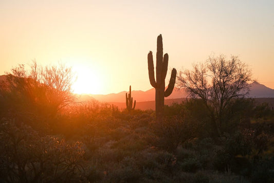 Cross Stitch | Phoenix - Silhouette Of Cactus During Sunset - Cross Stitched