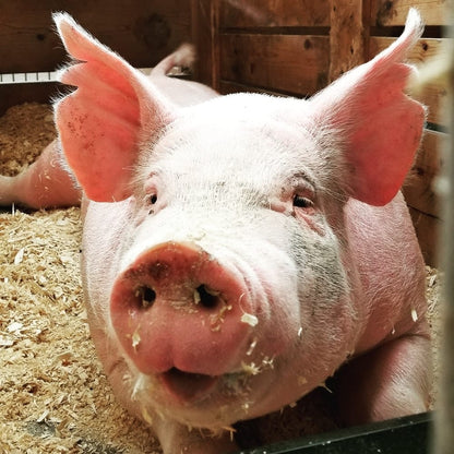 Cross Stitch | Pig - Pig Lies On Ground - Cross Stitched