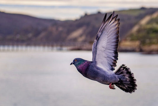 Cross Stitch | Pigeon - Grey Pigeon On Flight Above The Lake - Cross Stitched