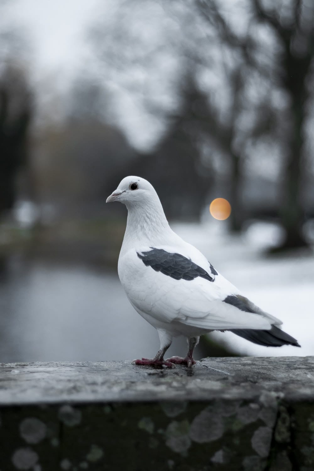 Cross Stitch | Pigeon - Tilt Shift Focus Photography Of White Pigeon - Cross Stitched