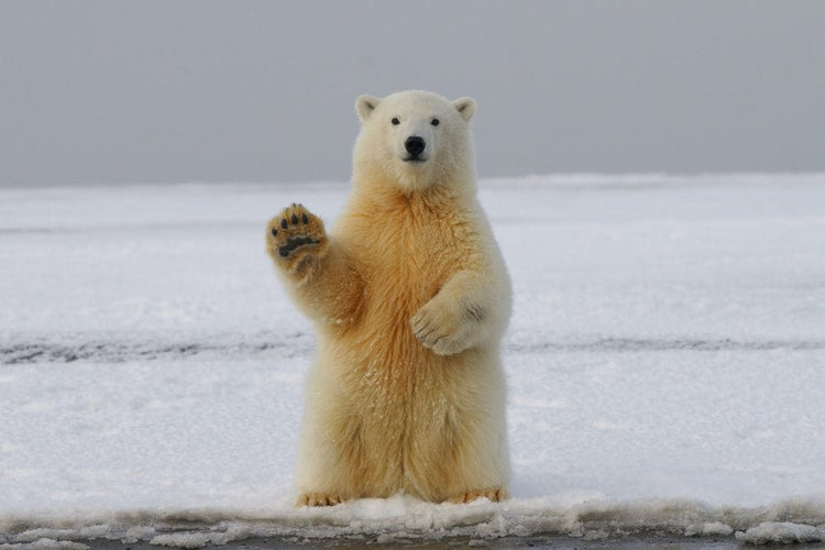 Cross Stitch | Polar Bear - Polar Bear On Snow Covered Ground During Daytime