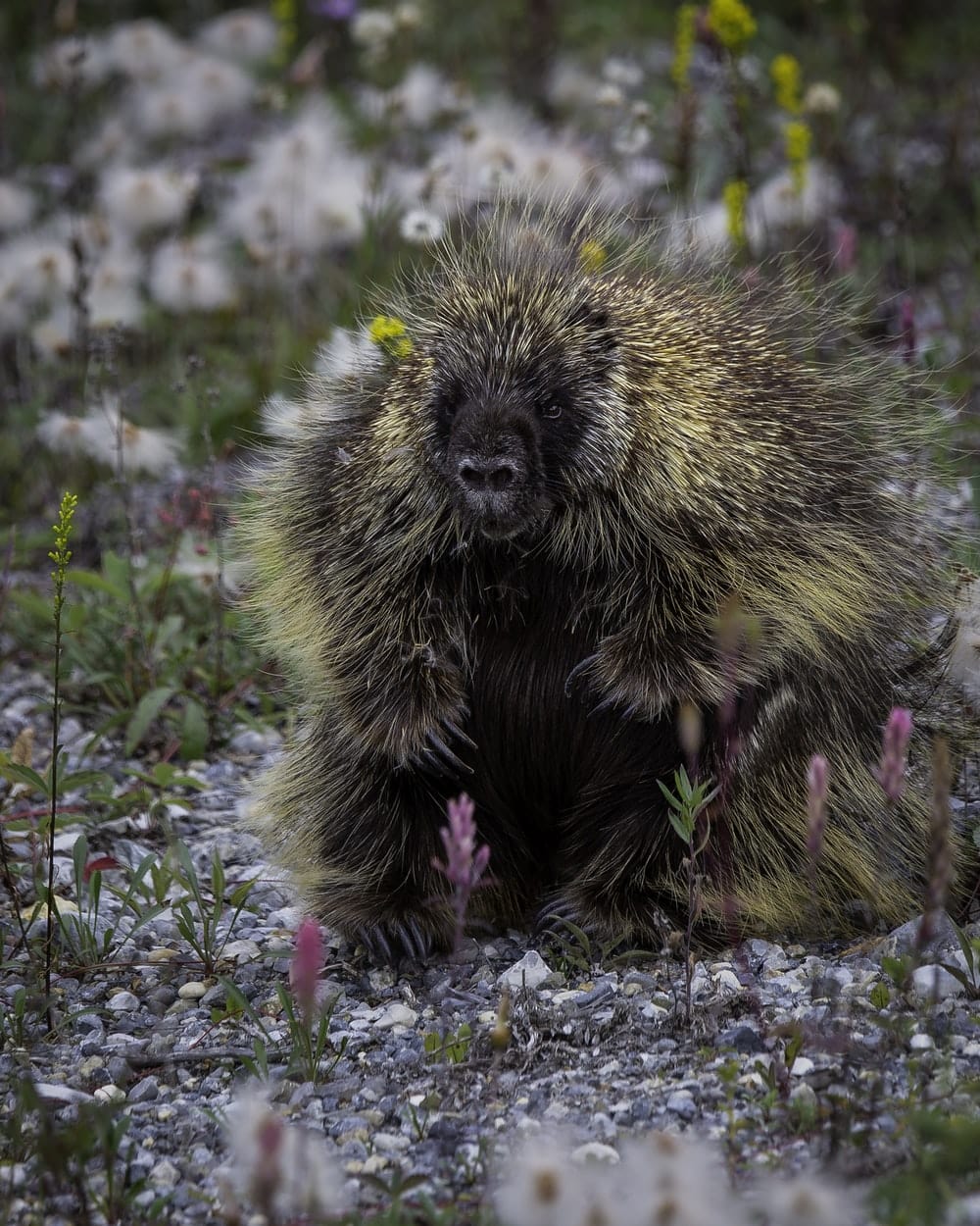 Cross Stitch | Porcupine - Black And Brown Hedgehog On Green Grass During Daytime - Cross Stitched