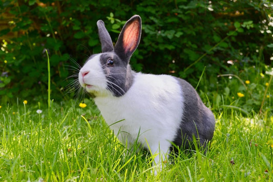 Cross Stitch | Rabbit - White And Black Rabbit On Green Grass - Cross Stitched