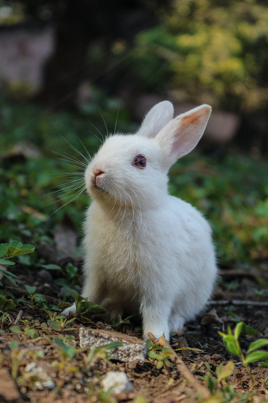 Cross Stitch | Rabbit - White Rabbit On Green Grass - Cross Stitched