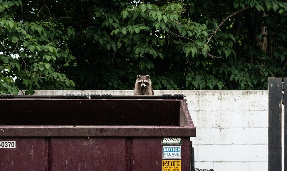 Cross Stitch | Raccoon - Brown Raccoon On Garbage Container - Cross Stitched