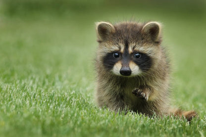 Cross Stitch | Raccoon - Raccoon Walking On Lawn Grass - Cross Stitched