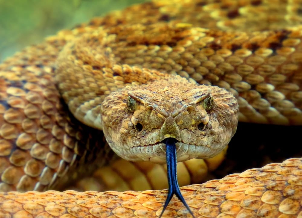 Cross Stitch | Rattlesnake - Brown Snake On Brown Soil - Cross Stitched