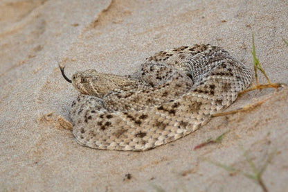 Cross Stitch | Rattlesnake - White And Brown Snake On Brown Sand - Cross Stitched