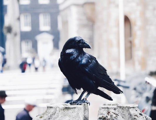 Cross Stitch | Raven - Black Crow On Gray Stone Photo - Cross Stitched