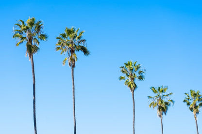 Cross Stitch | San Diego - Green Palm Trees Under Blue Sky During Daytime - Cross Stitched