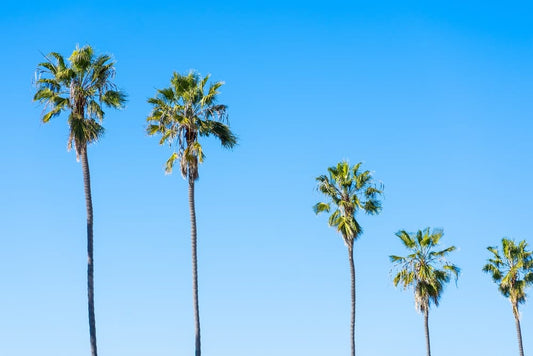 Cross Stitch | San Diego - Green Palm Trees Under Blue Sky During Daytime - Cross Stitched