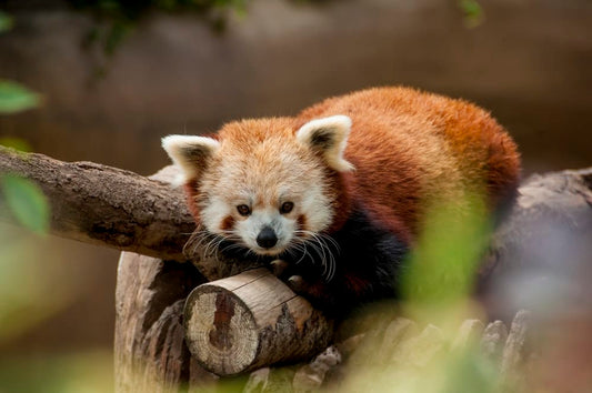 Cross Stitch | San Diego - Red Panda Lying On Brown Log - Cross Stitched