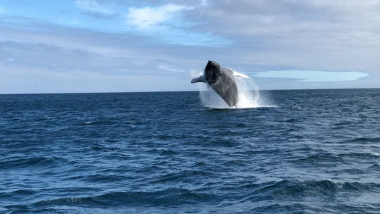 Cross Stitch | Santa Cruz - Black Whale On Blue Sea Under Blue Sky During Daytime - Cross Stitched