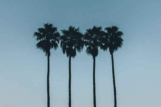 Cross Stitch | Santa Cruz - Silhouette Photo Of Four Palm Trees - Cross Stitched