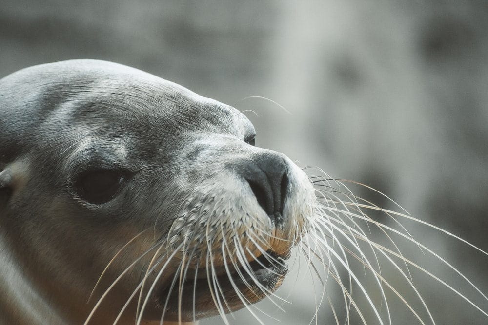 Cross Stitch | Sea Lion - Seal In Close Up Photography - Cross Stitched