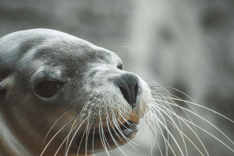 Cross Stitch | Sea Lion - Seal In Close Up Photography