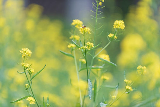 Cross Stitch | Shaoxing - Yellow Flower In Tilt Shift Lens - Cross Stitched