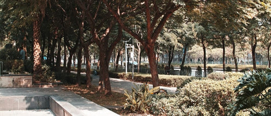 Cross Stitch | Shenzhen - Brown Trees On Gray Concrete Pathway - Cross Stitched