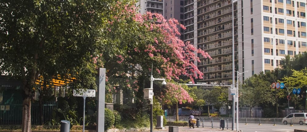 Cross Stitch | Shenzhen - Pink Leaf Tree Near White Concrete Building During Daytime - Cross Stitched