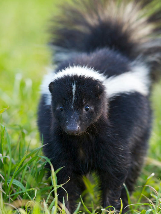 Cross Stitch | Skunk - Selective Focus Photography Of Skunk - Cross Stitched